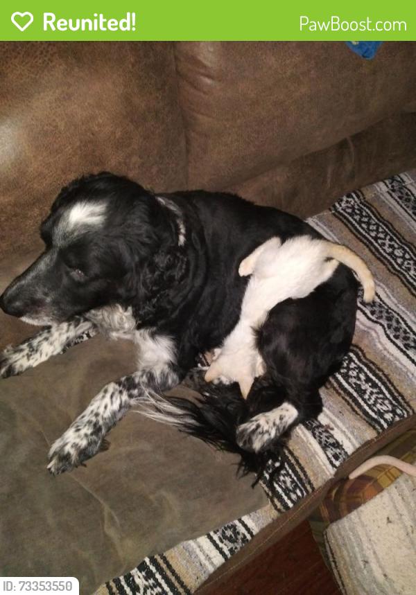 Reunited Male Dog last seen Evenside, Henderson, TX 75654