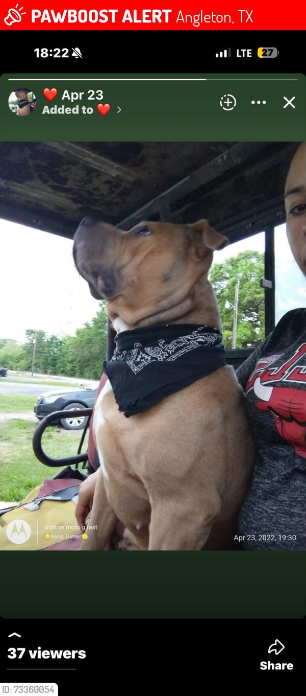 Lost Female Dog last seen Cr 523, Angleton, TX 77515