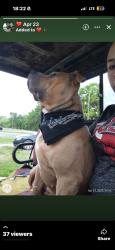 Lost Female Dog last seen Cr 523, Angleton, TX 77515