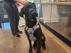 Shelter Stray Male Dog last seen , 14409 Vanowen St, Van Nuys, CA 91405, USA