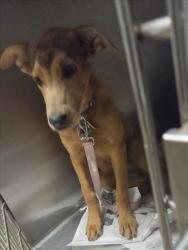 Shelter Stray Female Dog last seen , 14409 Vanowen St, Van Nuys, CA 91405, USA