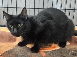 Shelter Stray Female Cat last seen , 14409 Vanowen St, Van Nuys, CA 91405, USA