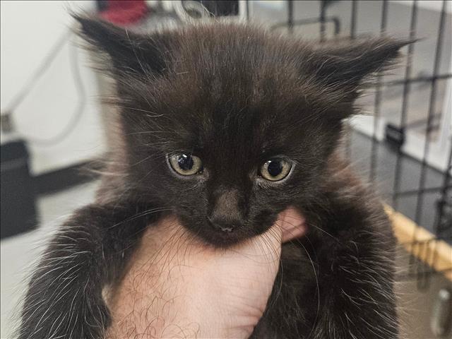 Shelter Stray Unknown Cat last seen , 14409 Vanowen St, Van Nuys, CA 91405, USA