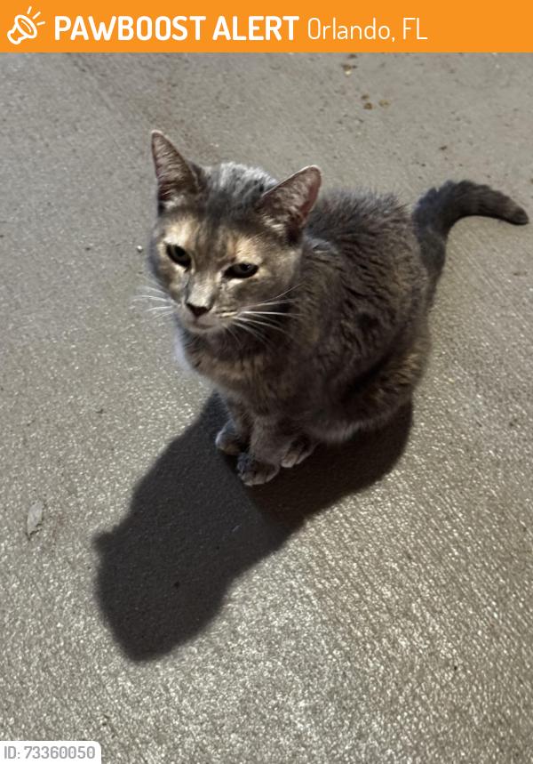 Found/Stray Unknown Cat last seen Portlight Drive and Lake Baldwin Lane, Orlando, FL 32814