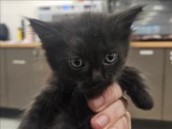 Shelter Stray Unknown Cat last seen , 14409 Vanowen St, Van Nuys, CA 91405, USA