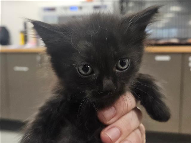 Shelter Stray Unknown Cat last seen , 14409 Vanowen St, Van Nuys, CA 91405, USA
