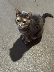 Found/Stray Unknown Cat last seen Portlight Drive and Lake Baldwin Lane, Orlando, FL 32814