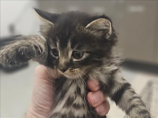 Shelter Stray Unknown Cat last seen , 14409 Vanowen St, Van Nuys, CA 91405, USA