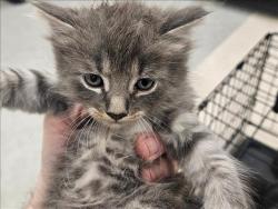 Shelter Stray Unknown Cat last seen , 14409 Vanowen St, Van Nuys, CA 91405, USA