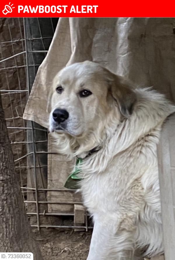 Lost Male Dog last seen Palo Colorado Road, Big Sur, CA, Monterey County, CA 93923