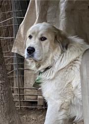 Lost Male Dog last seen Palo Colorado Road, Big Sur, CA, Monterey County, CA 93923