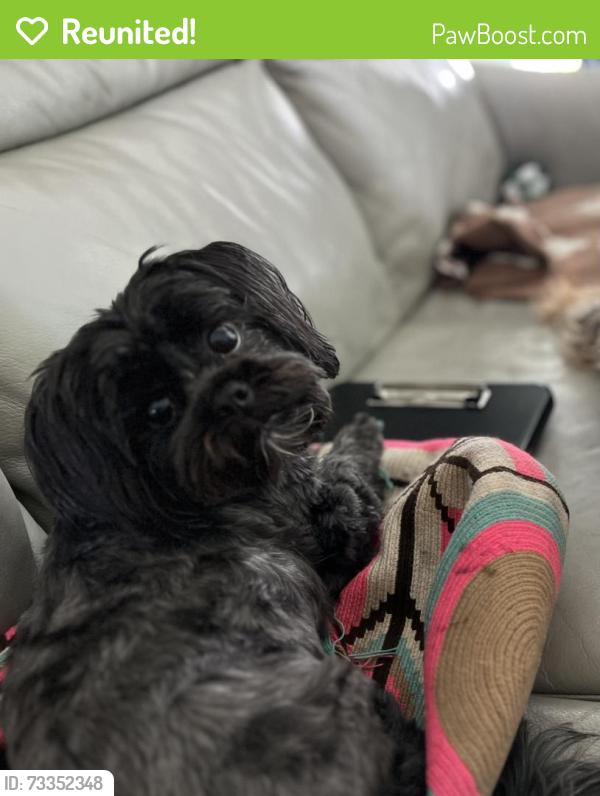 Reunited Male Dog last seen Near Cancun ct, Kissimmee, FL 34743