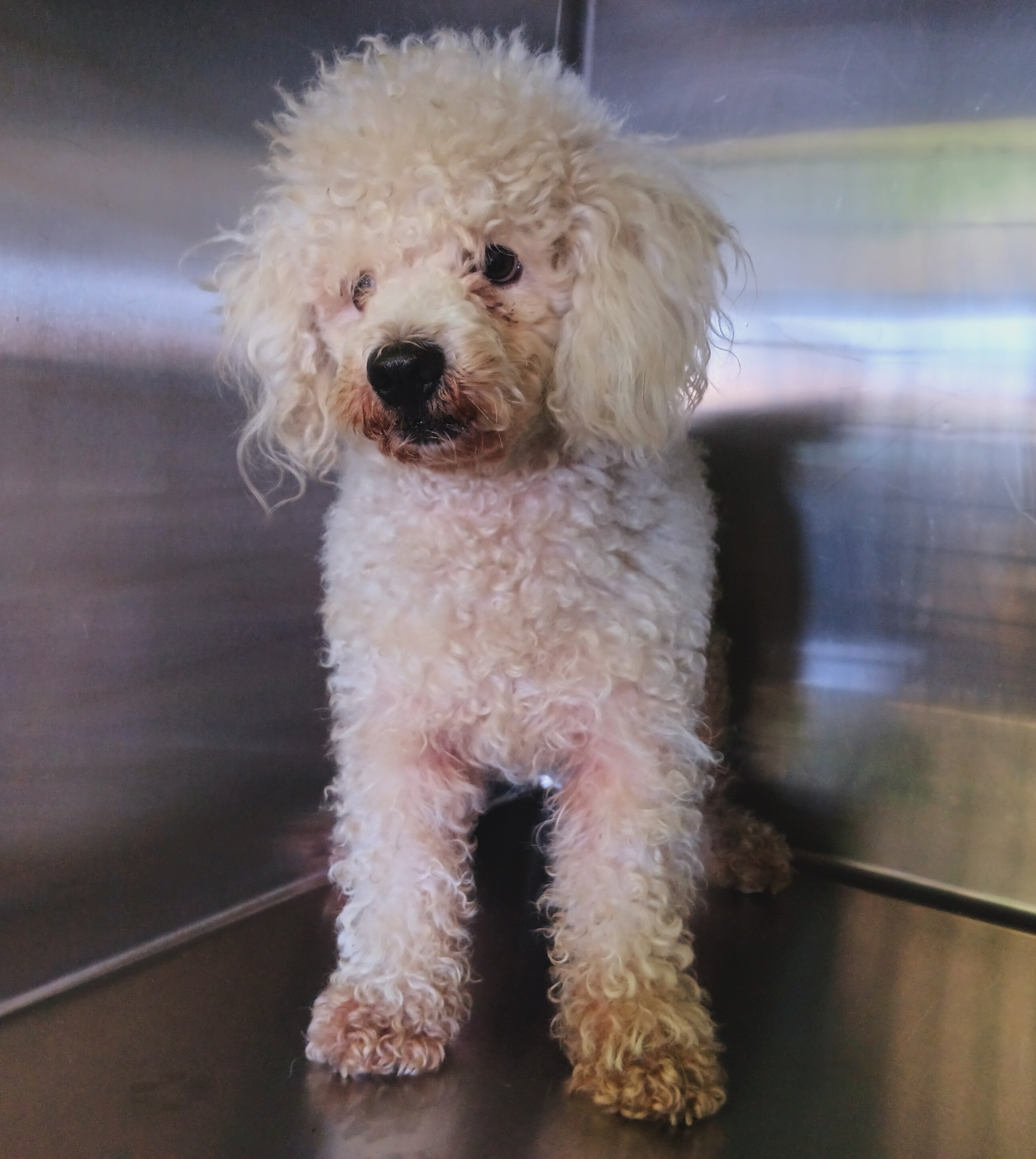 Shelter Stray Male Dog last seen , 1850 W 60th St, Los Angeles, CA 90047, USA