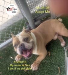 Shelter Stray Male Dog last seen , 1850 W 60th St, Los Angeles, CA 90047, USA
