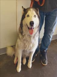 Shelter Stray Female Dog last seen , 1850 W 60th St, Los Angeles, CA 90047, USA