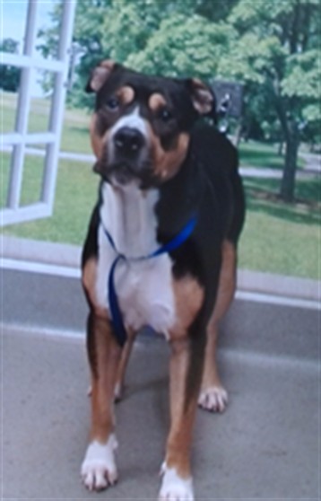 Shelter Stray Male Dog last seen X500 FOLSOM/1ST, 1419 Bryant St, San Francisco, CA 94103, USA