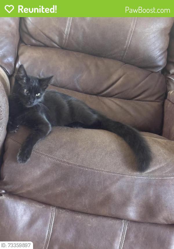 Reunited Female Cat last seen Gallatin/Bing Ave, Santa Clara, CA 94087
