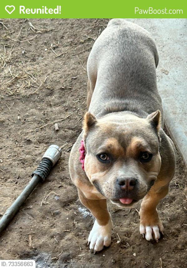 Reunited Female Dog last seen 18th ave buckeye rd, Phoenix, AZ 85007