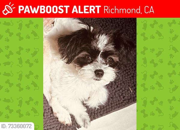 Lost Female Dog last seen South 9th and Cutting, Richmond, Ca, Richmond, CA 94804