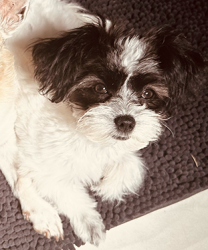 Lost Female Dog last seen South 9th and Cutting, Richmond, Ca, Richmond, CA 94804