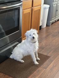Lost Female Dog last seen Tilden Dr and Tilden Nursery Rd, Lexington, NC 27295