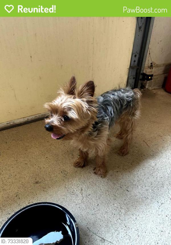 Reunited Male Dog last seen Lovers Lane and Highway 162 Connector, Covington, GA 30016