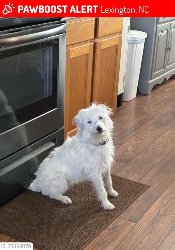 Lost Female Dog last seen Tilden Dr and Tilden Nursery Rd, Lexington, NC 27295