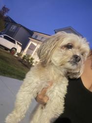Found/Stray Male Dog last seen Brushwood Bend, DeKalb County, GA 30058