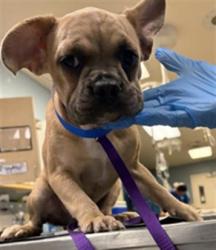 Shelter Stray Male Dog last seen Near BLOCK RIO RD, JURUPA VALLEY CA 92509, 6851 Van Buren Boulevard, Jurupa Valley, CA 92509, USA