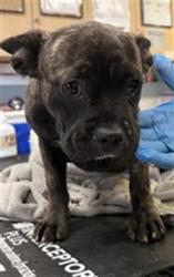 Shelter Stray Male Dog last seen Near BLOCK RIO RD, JURUPA VALLEY CA 92509, 6851 Van Buren Boulevard, Jurupa Valley, CA 92509, USA