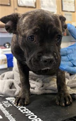 Shelter Stray Male Dog last seen Near BLOCK RIO RD, JURUPA VALLEY CA 92509, 6851 Van Buren Boulevard, Jurupa Valley, CA 92509, USA