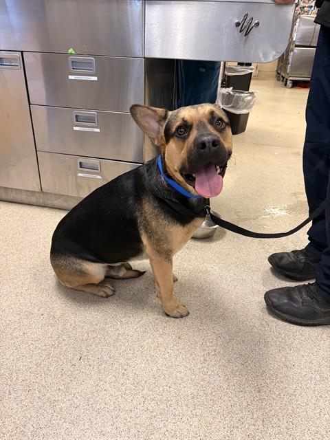 Shelter Stray Male Dog last seen Near BLOCK MAIN ST, RIVERSIDE CA 92501, 6851 Van Buren Boulevard, Jurupa Valley, CA 92509, USA