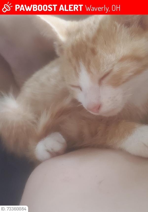 Lost Female Cat last seen Chimeschaple, Waverly, OH 45690