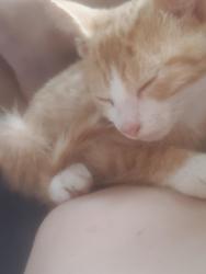 Lost Female Cat last seen Chimeschaple, Waverly, OH 45690