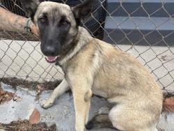 Found/Stray Female Dog last seen Huntington park, Huntington Park, CA 90255