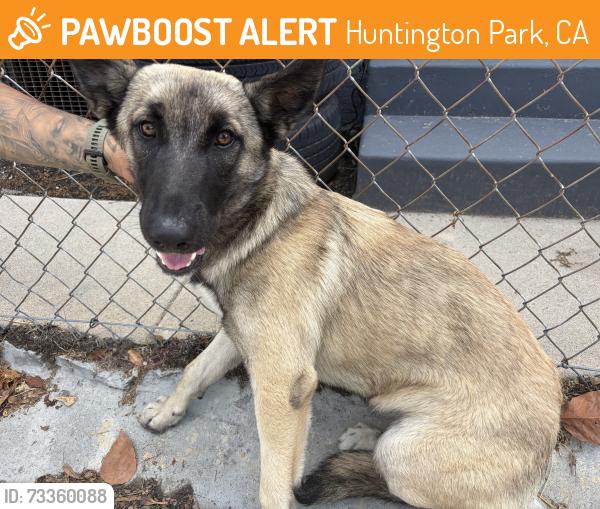 Found/Stray Female Dog last seen Huntington park, Huntington Park, CA 90255