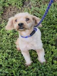 Shelter Stray Male Dog last seen Near BLOCK NW 18 CT, LAUDERHILL FL 33311, 2400 SW 42nd St, Fort Lauderdale, FL 33312, USA