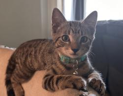 Reunited Female Cat last seen Mayflower, Monrovia, C.A, Monrovia, CA 91016