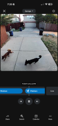 Found/Stray Unknown Dog last seen Coit and norfolk, Frisco, TX 75035