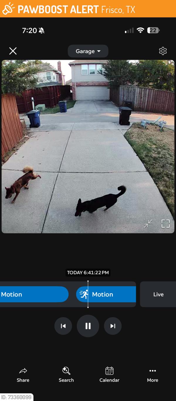 Found/Stray Unknown Dog last seen Coit and norfolk, Frisco, TX 75035