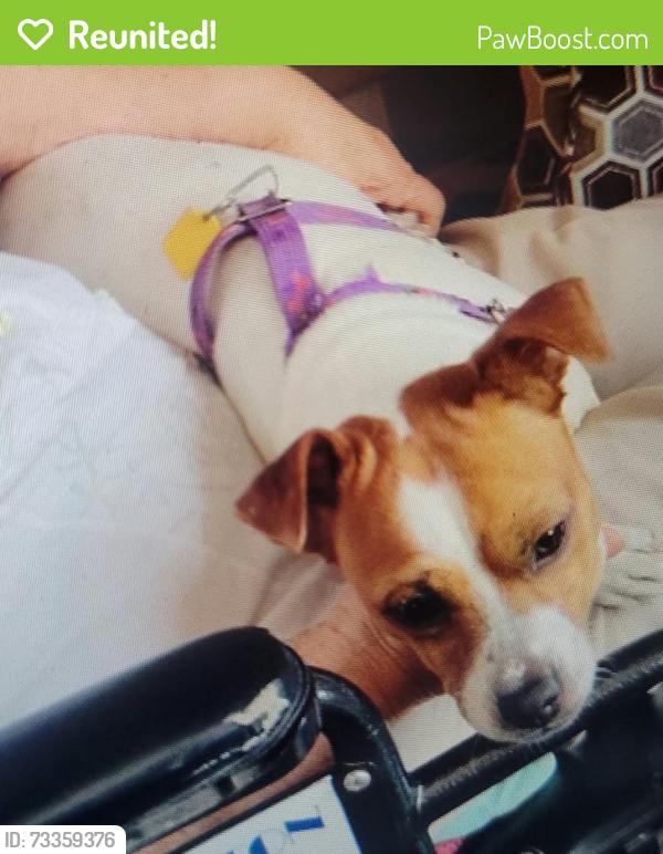 Reunited Male Dog last seen Firefly st, Houston, TX 77017
