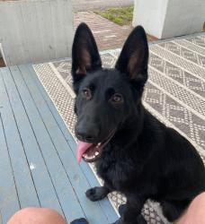 Lost Female Dog last seen Across from Gilead Baptist Church, Danielsville, GA 30633