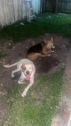 Found/Stray Unknown Dog last seen Driftwood park, Hollywood Florida, Pembroke Pines, FL 33024