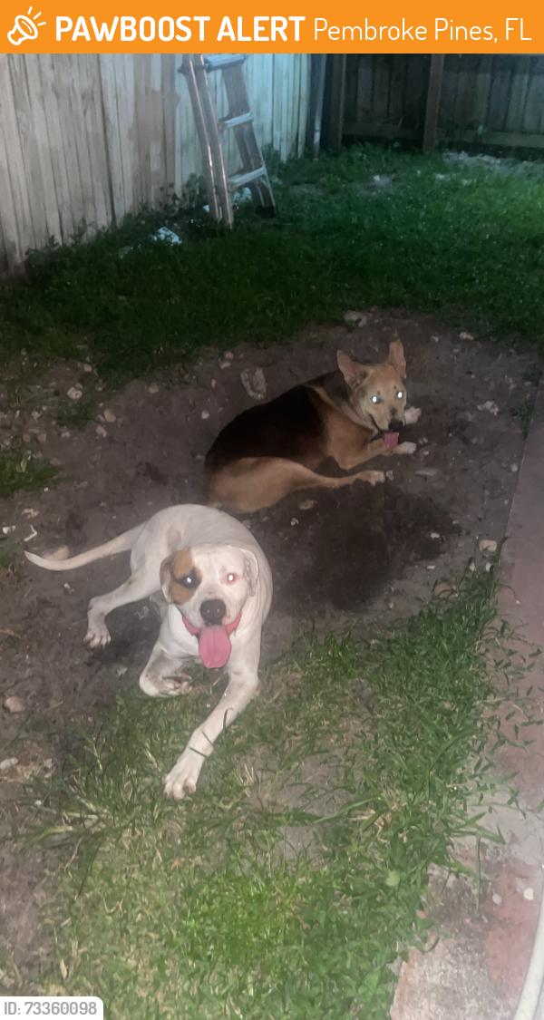 Found/Stray Unknown Dog last seen Driftwood park, Hollywood Florida, Pembroke Pines, FL 33024
