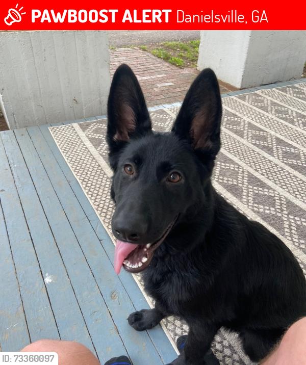 Lost Female Dog last seen Across from Gilead Baptist Church, Danielsville, GA 30633