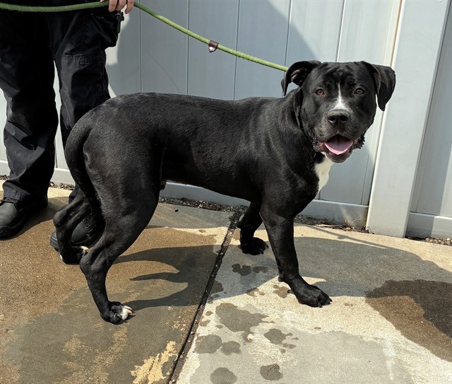 Shelter Stray Male Dog last seen Near BLOCK NORTH 27TH STREET, 3528 Newburg Rd, Louisville, KY 40218, USA
