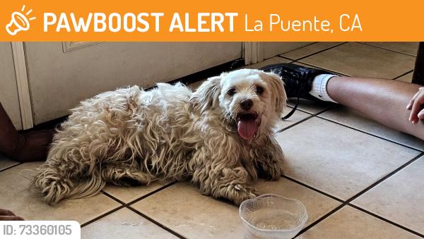 Found/Stray Female Dog last seen Temple & California, La Puente, CA 91744