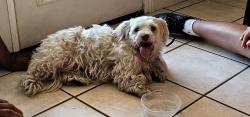 Found/Stray Female Dog last seen Temple & California, La Puente, CA 91744