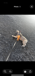 Lost Male Dog last seen 97th Federal blvd, Denver, CO 80219
