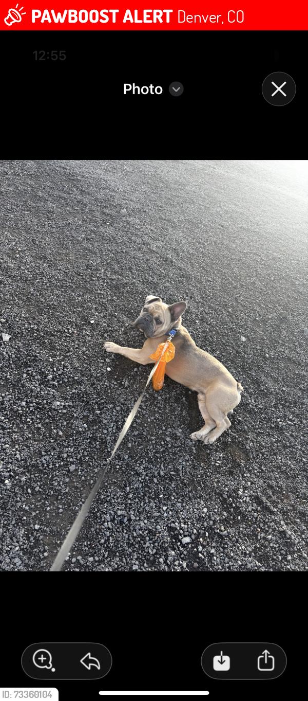 Lost Male Dog last seen 97th Federal blvd, Denver, CO 80219